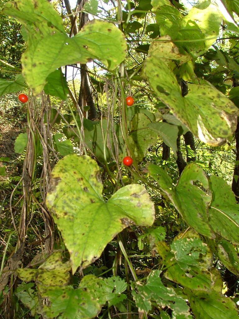 Tamus communis